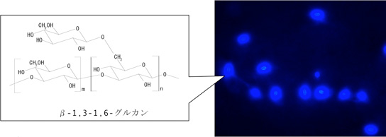 黒酵母が生産するβグルカンのイメージ